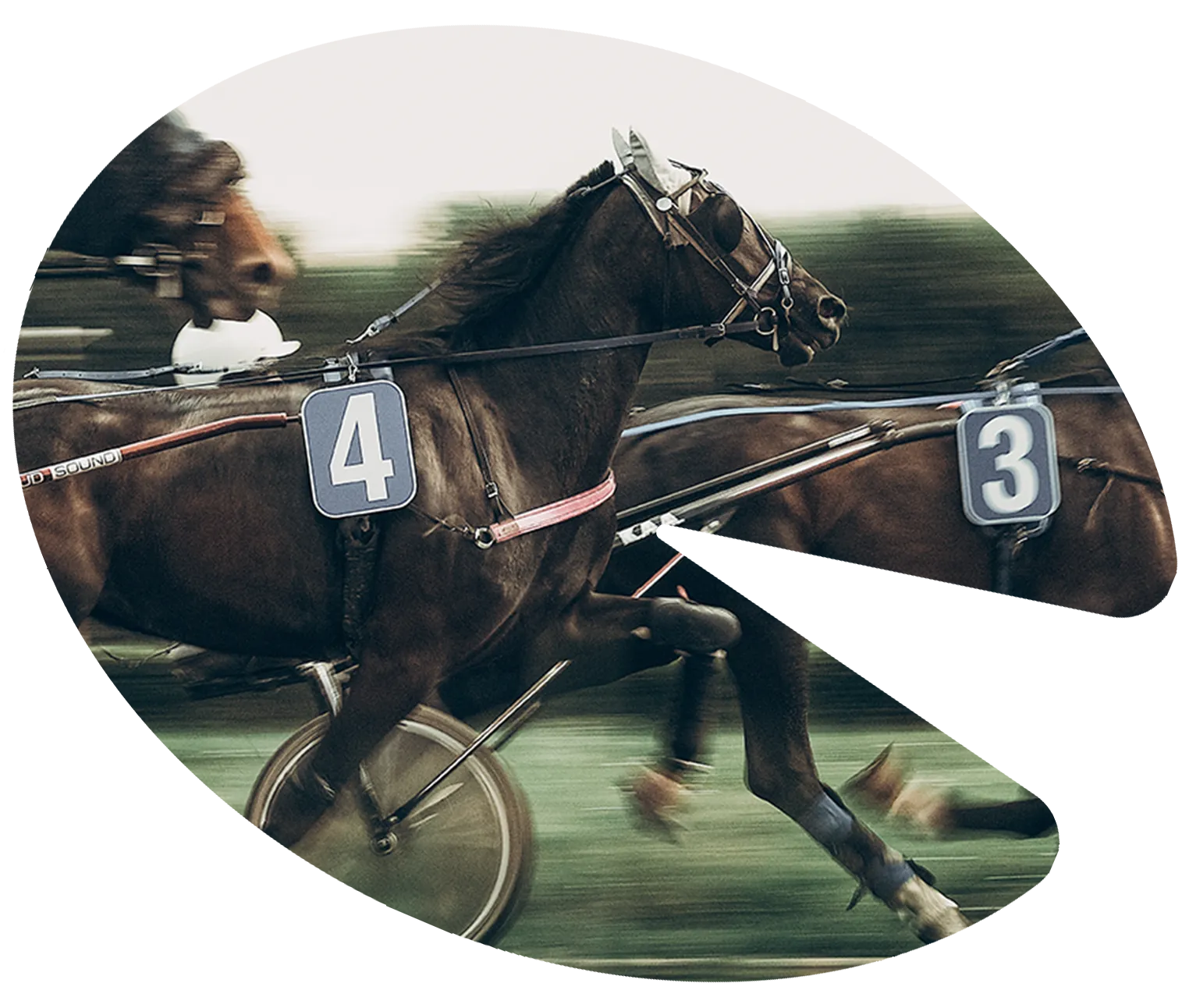 Harness racing horses in motion on the track